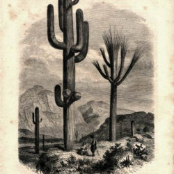 Ксилография 285. Le Cereus giganteus. 1862