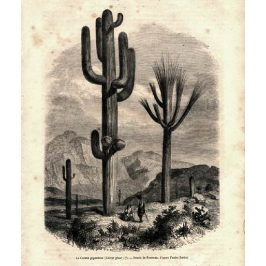 Ксилография 285. Le Cereus giganteus. 1862