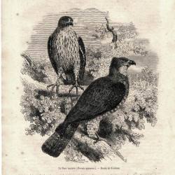 Ксилография 232. орлы. французская гравюра. 1862 г.