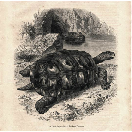 Ксилография 365. черепаха слон. французская гравюра. 1862 г.