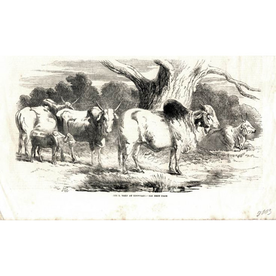 Ксилография д003. белые буйволы. английская гравюра. 1850-е.