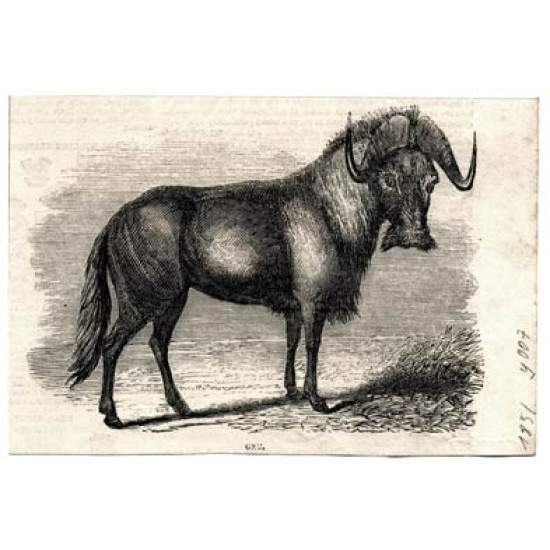 Ксилография д007. антилопа гну. английская гравюра. 1850-е.