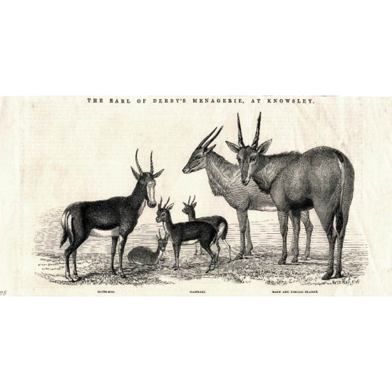 Ксилография д008. антилопы. английская гравюра. 1850-е.